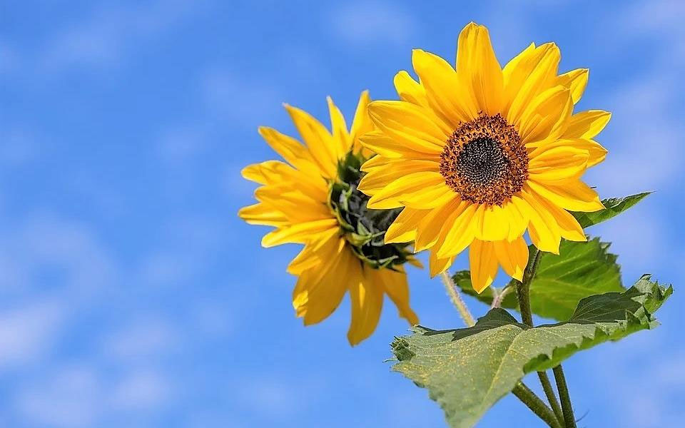 Hoa hướng dương Hoa hướng dương