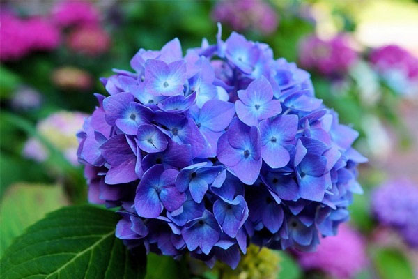 Hoa cẩm tú cầu Hoa cẩm tú cầu