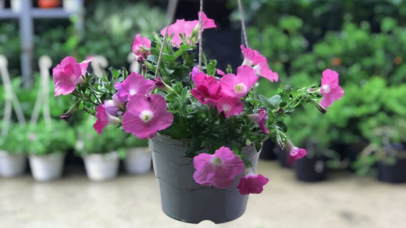 Hoa dạ yến thảo