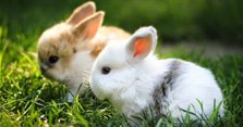 Thỏ ăn gì? Thức ăn cho thỏ tốt nhất