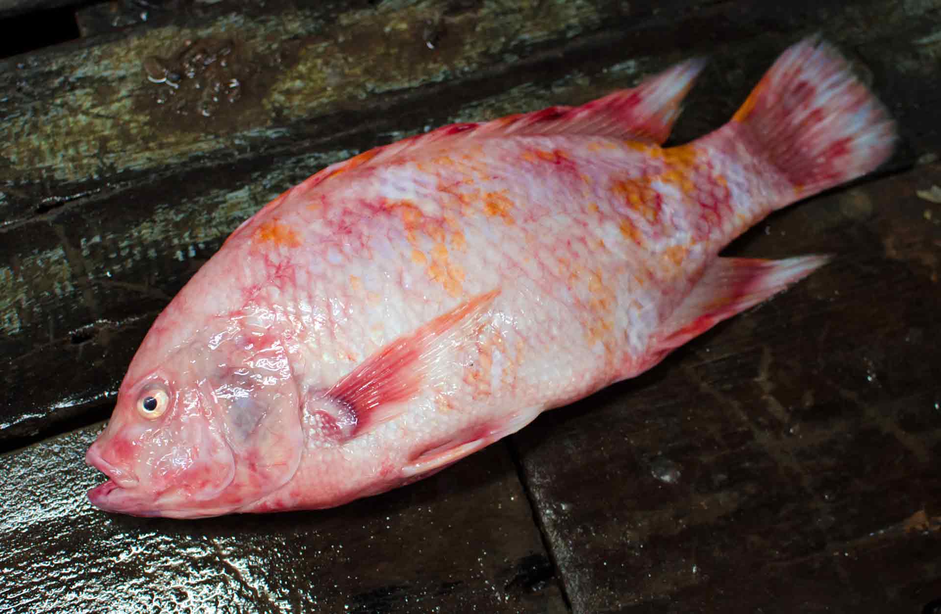 Cá diêu hồng Cá diêu hồng