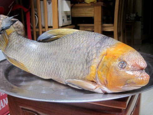 Cá dầm xanh Cá dầm xanh