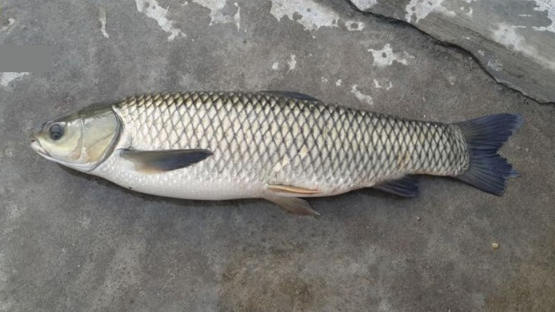 Cá trắm cỏ Cá trắm cỏ