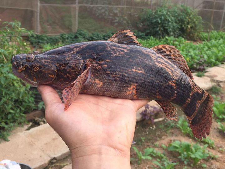 Cá bống tượng Cá bống tượng