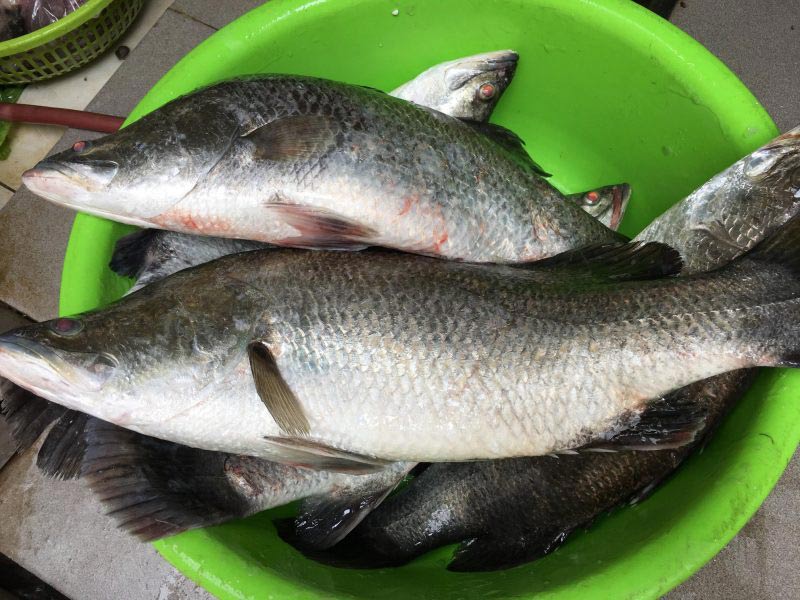 Cá chẽm Cá chẽm