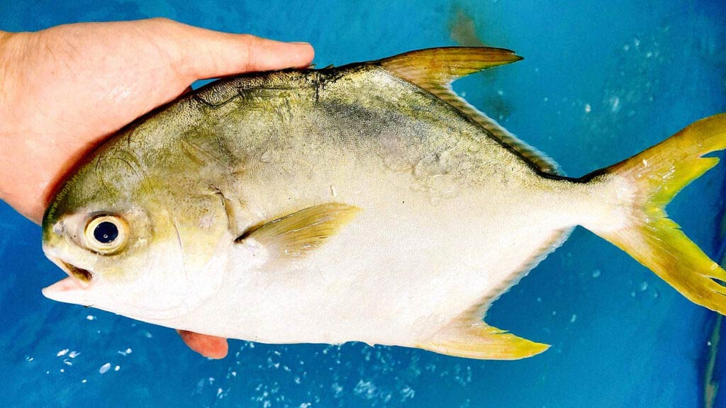 Cá chim vây vàng Cá chim vây vàng