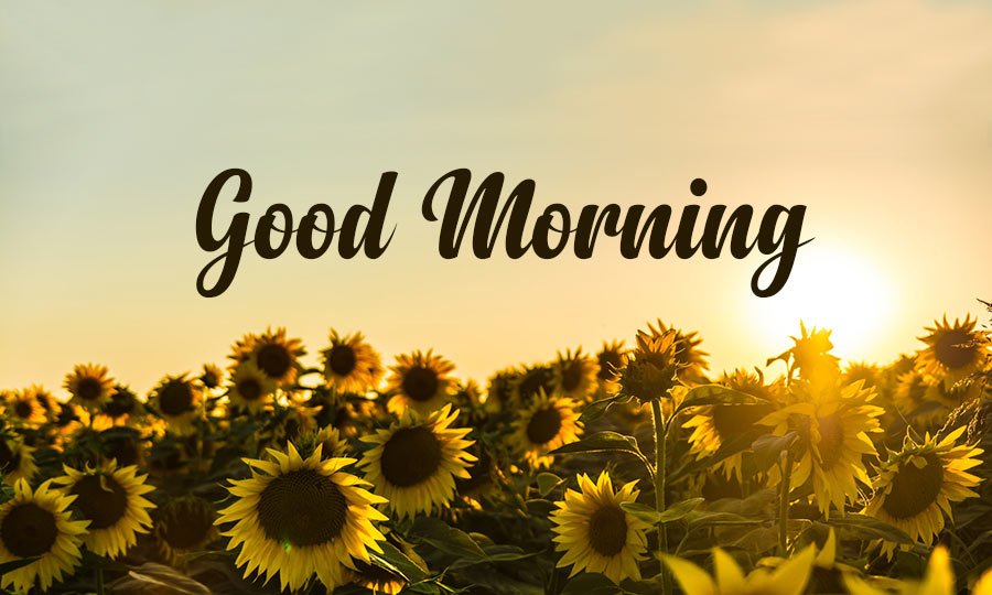 Thông điệp chào ngày mới hay Thông điệp chào ngày mới hay