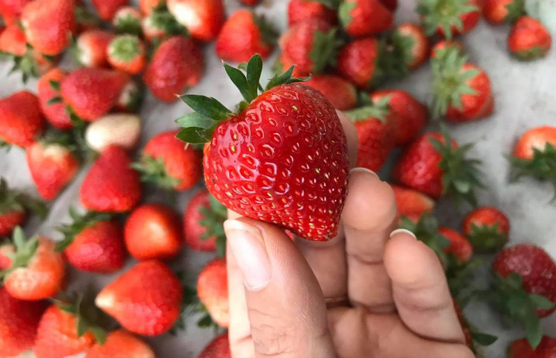 Hình ảnh quả dâu tây 2