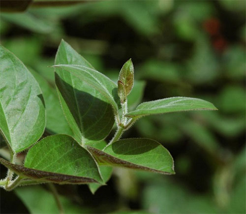 Tác dụng của lá mơ Tác dụng của lá mơ