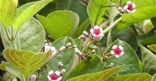 Lá mơ có tác dụng gì? Bà bầu ăn lá mơ được không?