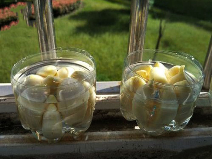 Cách trồng tỏi tại nhà trong chai nhựa