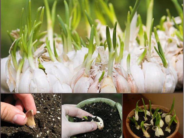 Hướng dẫn cách trồng tỏi tại nhà cực đơn giản