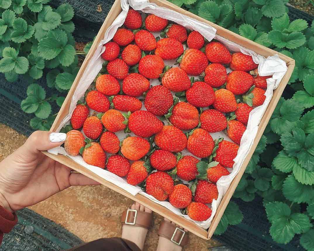 Đặc sản Đà Lạt - Dâu tây