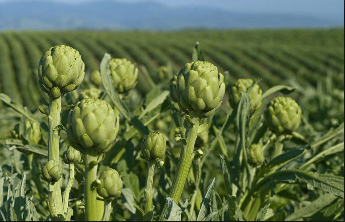 Đặc sản Đà Lạt - Atiso