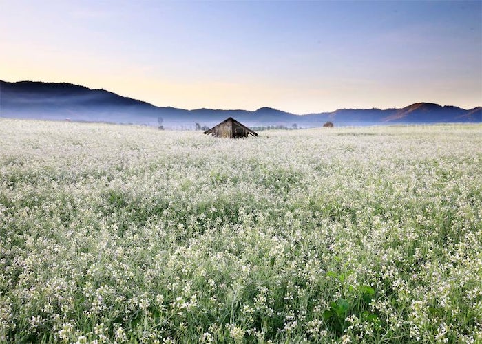 Cánh đồng hoa cải trắng Đà Lạt