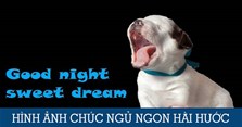 50 Hình ảnh chúc ngủ ngon cực đẹp, hài hước, dễ thương (tải miễn phí)