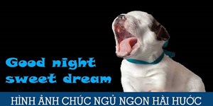 50 Hình ảnh chúc ngủ ngon cực đẹp, hài hước, dễ thương (tải miễn phí)