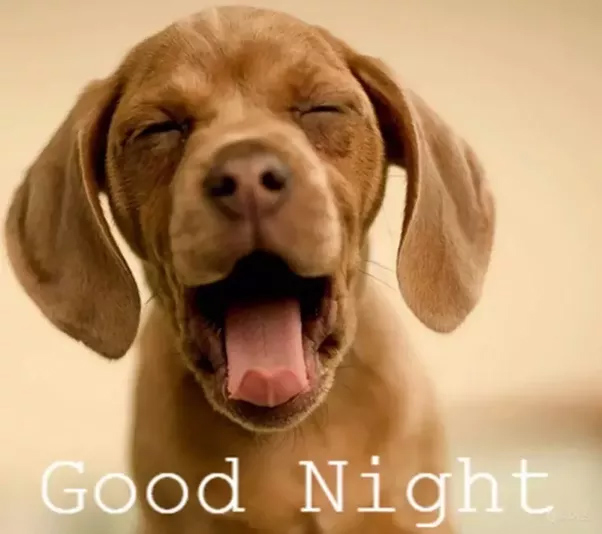 Hình ảnh chúc ngủ ngon hài hước 4