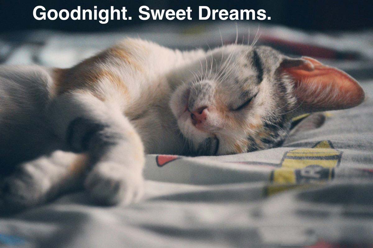 Hình ảnh chúc ngủ ngon hài hước 12