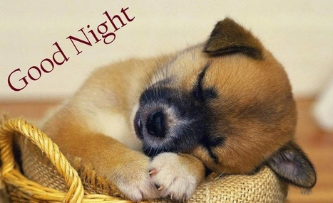 Hình ảnh chúc ngủ ngon hài hước 17