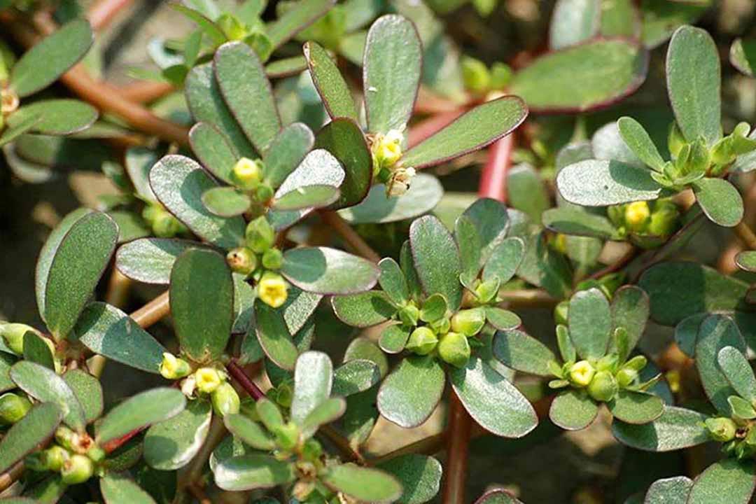 Hình ảnh cây rau sam