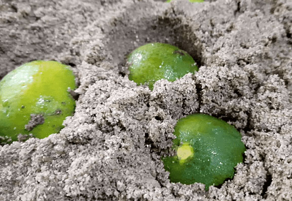 Bảo quản chanh bằng cát