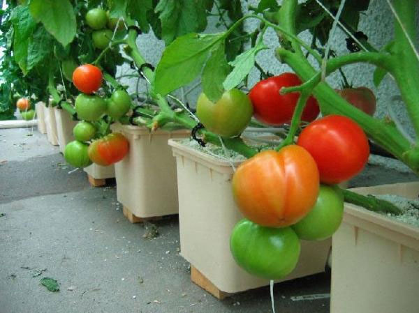 Cách trồng cà chua