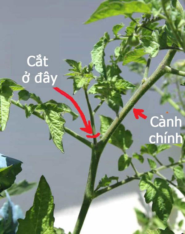 Cách trồng cà chua