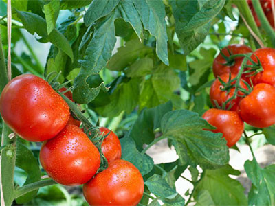 4 Cách trồng cà chua sai quả, năng suất cao