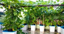 3 Cách trồng dưa leo sai quả đúng kỹ thuật