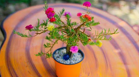 Tìm hiểu cách trồng hoa mười giờ Tìm hiểu cách trồng hoa mười giờ