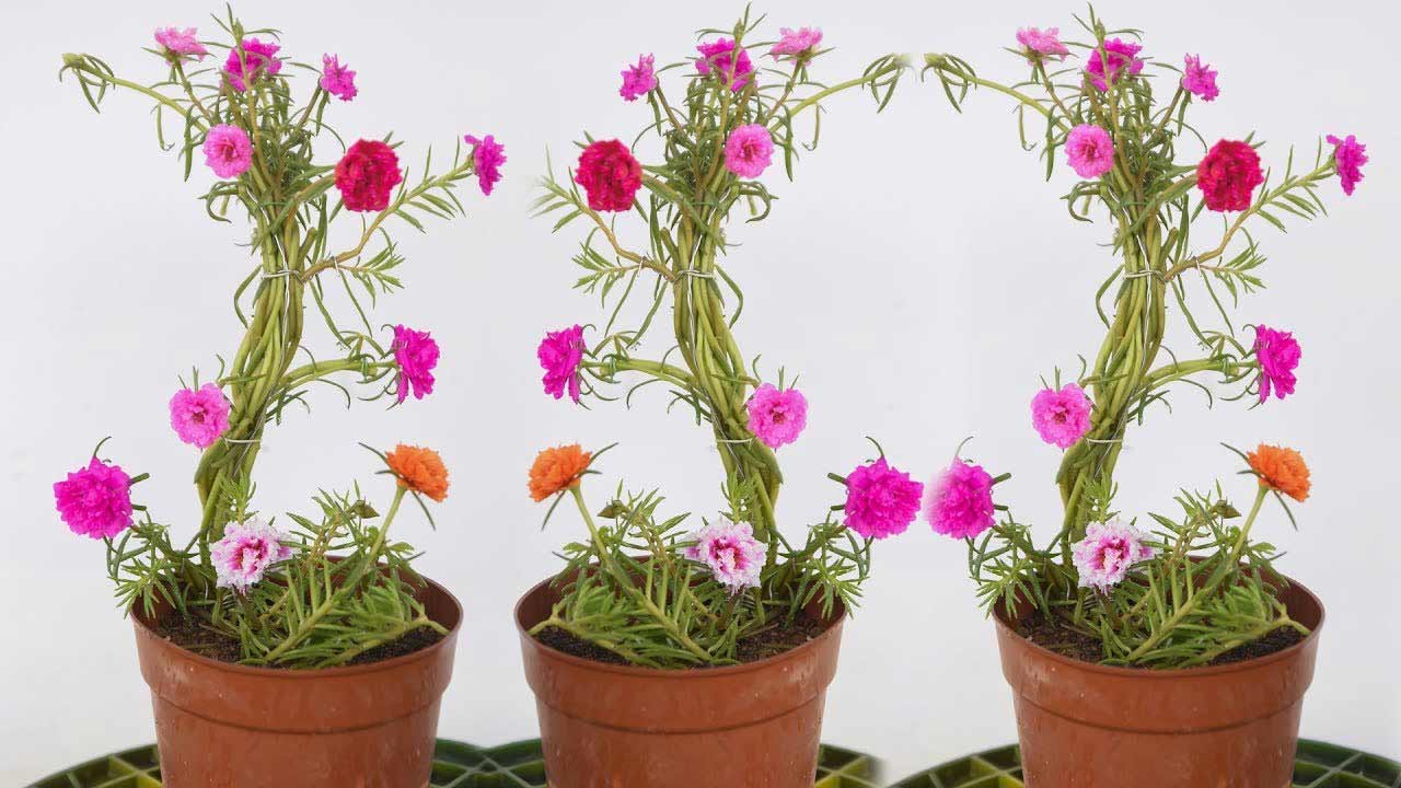 Hướng dẫn cách trồng hoa mười giờ Hướng dẫn cách trồng hoa mười giờ