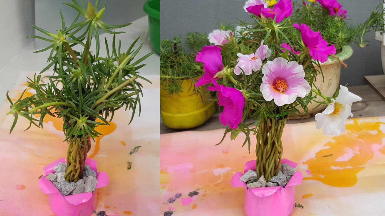 Hình ảnh hoa mười giờ bonsai cực đẹp 8 Hình ảnh hoa mười giờ bonsai cực đẹp 8