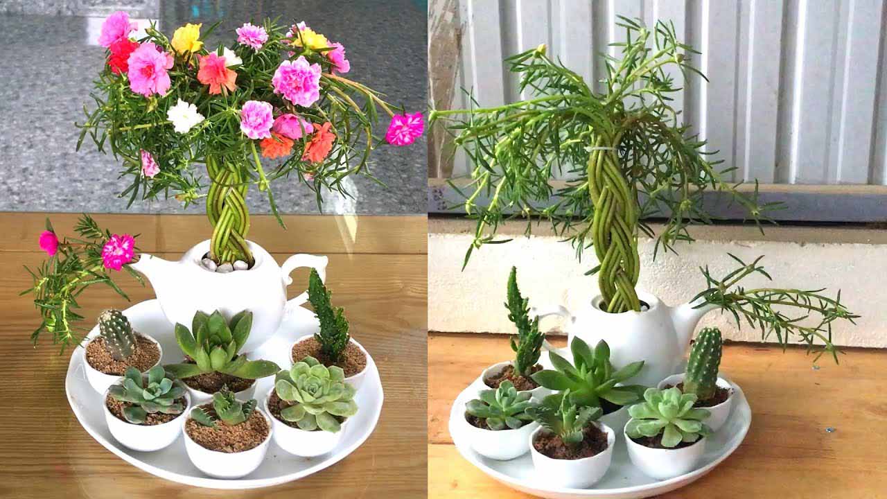 Hình ảnh hoa mười giờ bonsai cực đẹp 9 Hình ảnh hoa mười giờ bonsai cực đẹp 9