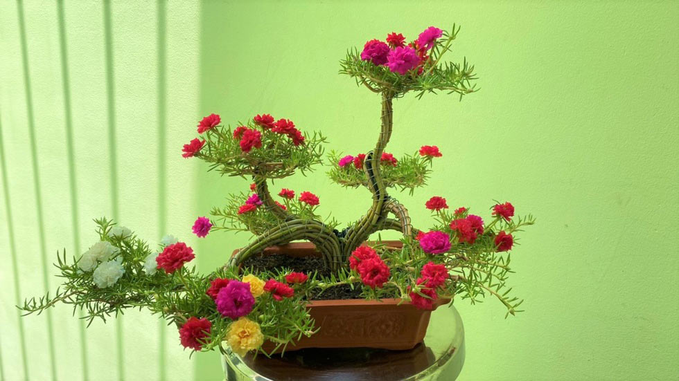 Hình ảnh hoa mười giờ bonsai cực đẹp 1 Hình ảnh hoa mười giờ bonsai cực đẹp 1