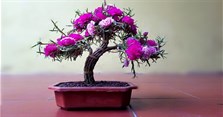 Cách trồng hoa mười giờ đẹp và 5+ mẫu hoa mười giờ bonsai độc lạ