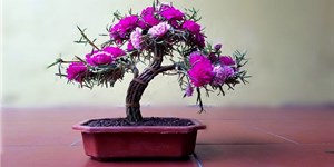 Cách trồng hoa mười giờ đẹp và 5+ mẫu hoa mười giờ bonsai độc lạ