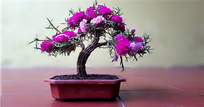 Cách trồng hoa mười giờ đẹp và 5+ mẫu hoa mười giờ bonsai độc lạ