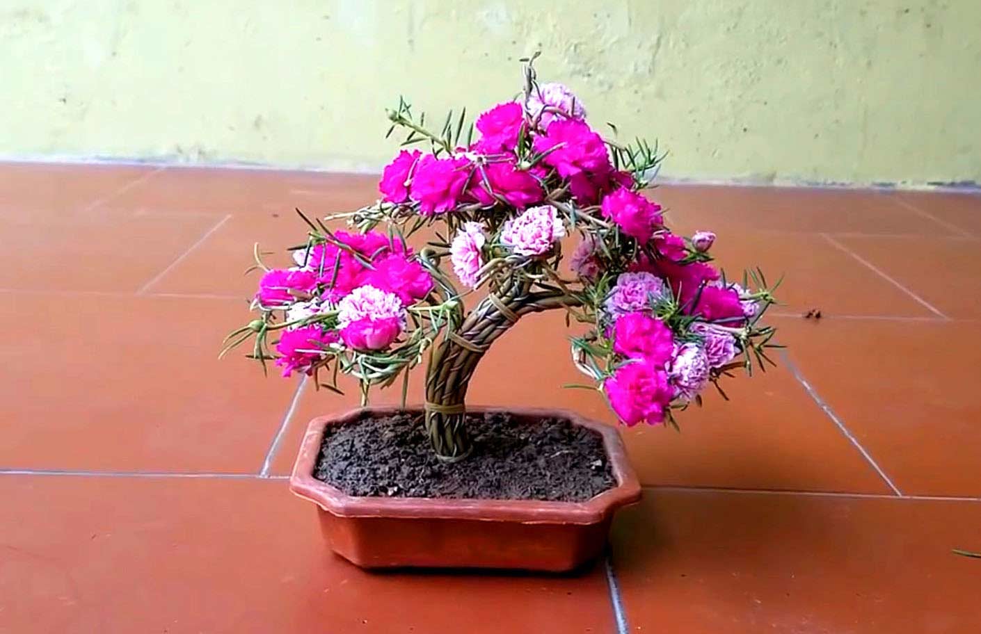 Hình ảnh hoa mười giờ bonsai cực đẹp 2 Hình ảnh hoa mười giờ bonsai cực đẹp 2