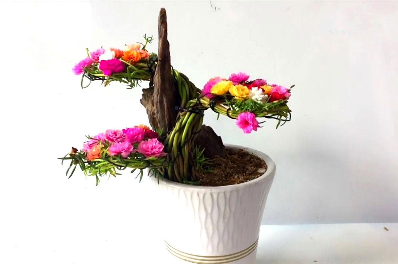 Hình ảnh hoa mười giờ bonsai cực đẹp 3 Hình ảnh hoa mười giờ bonsai cực đẹp 3