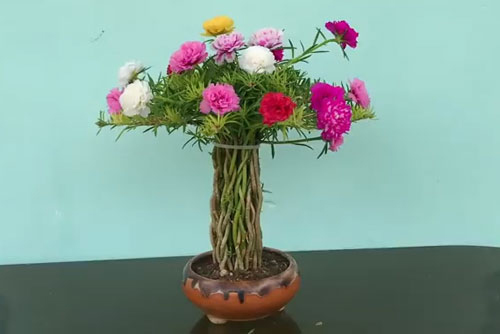 Hình ảnh hoa mười giờ bonsai cực đẹp 4 Hình ảnh hoa mười giờ bonsai cực đẹp 4