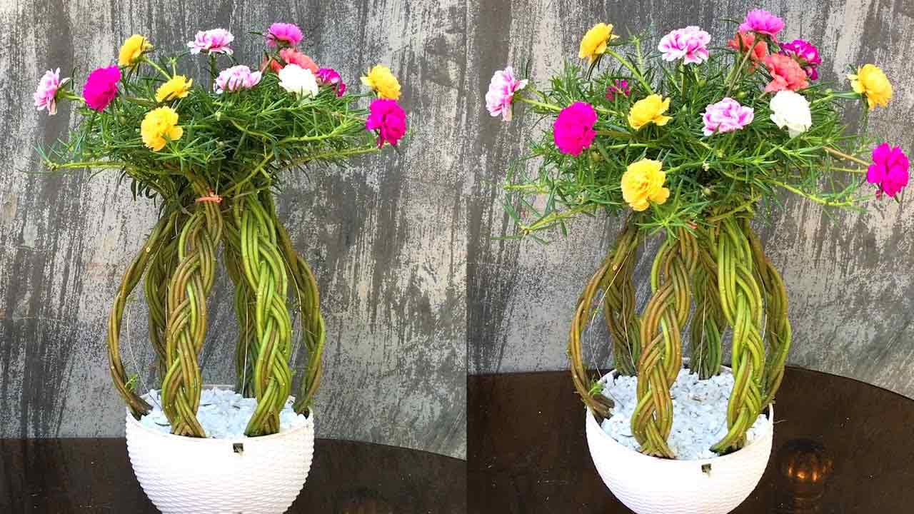 Hình ảnh hoa mười giờ bonsai cực đẹp 6 Hình ảnh hoa mười giờ bonsai cực đẹp 6