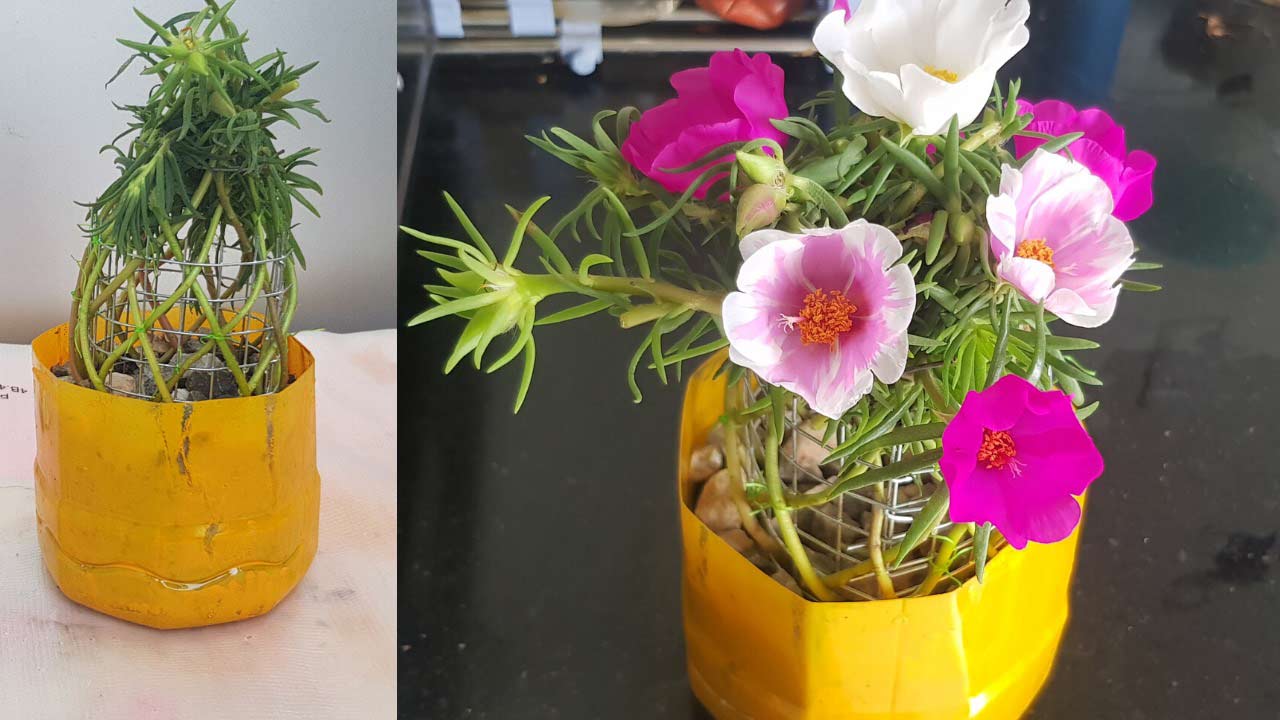 Hình ảnh hoa mười giờ bonsai cực đẹp 7 Hình ảnh hoa mười giờ bonsai cực đẹp 7