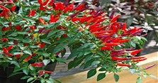 Cách trồng ớt đúng kỹ thuật giúp cây ra nhiều quả