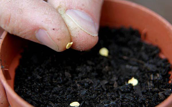 Gieo hạt trồng ớt Gieo hạt trồng ớt