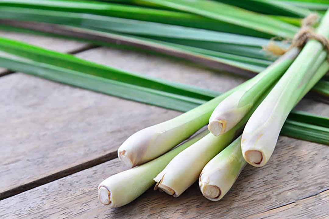 Cách thu hoạch sả