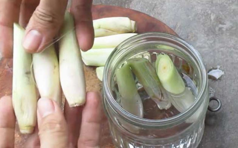 Cách trồng sả tại nhà