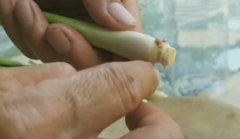 Cách trồng sả tại nhà