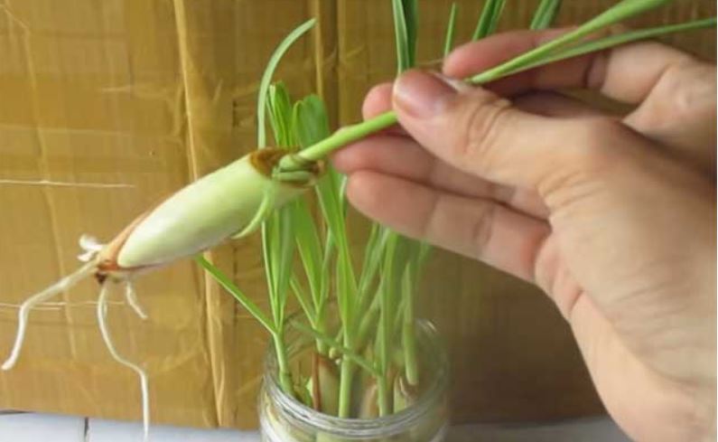 Cách trồng sả tại nhà