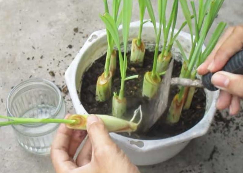 Cách trồng sả tại nhà